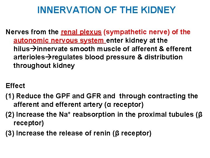 INNERVATION OF THE KIDNEY Nerves from the renal plexus (sympathetic nerve) of the autonomic