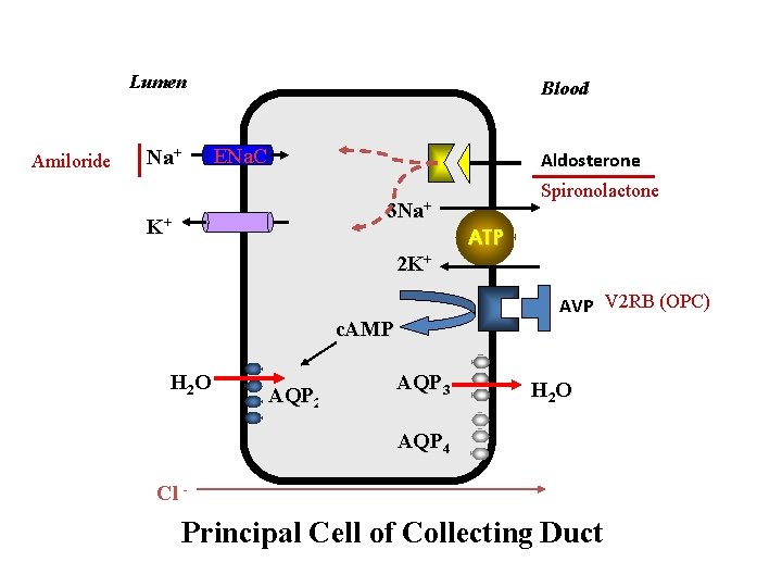 Lumen Amiloride Na+ Blood ENa. C Aldosterone Spironolactone 3 Na+ K+ 2 K+ AVP