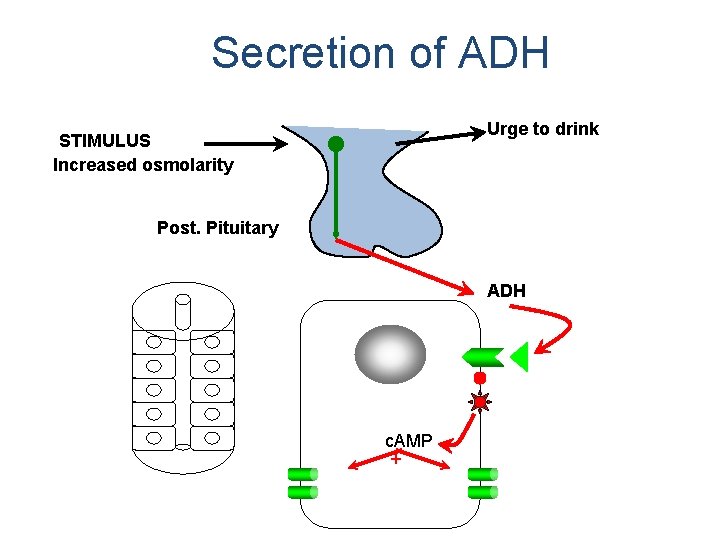 Secretion of ADH Urge to drink STIMULUS Increased osmolarity Post. Pituitary ADH c. AMP