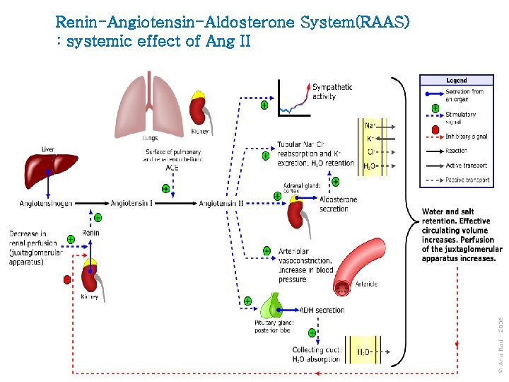 Renin-Angiotensin-Aldosterone System(RAAS) : systemic effect of Ang II 