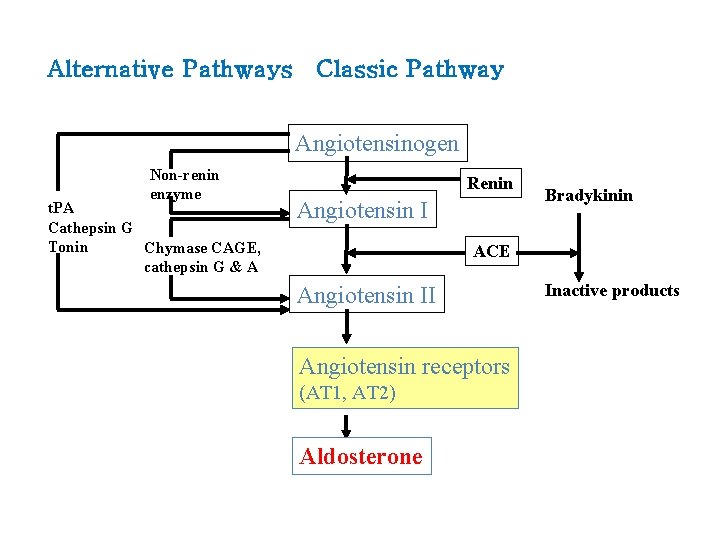 Alternative Pathways Classic Pathway Angiotensinogen Non-renin enzyme t. PA Cathepsin G Tonin Chymase CAGE,