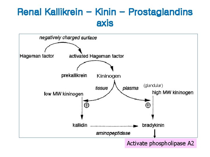 Renal Kallikrein - Kinin - Prostaglandins axis Kininogen (glandular) Activate phospholipase A 2 