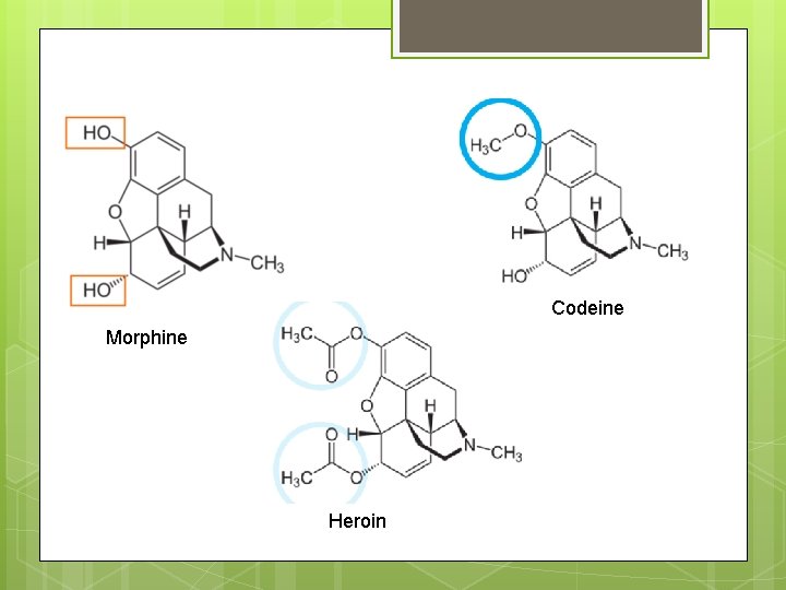 Codeine Morphine Heroin 