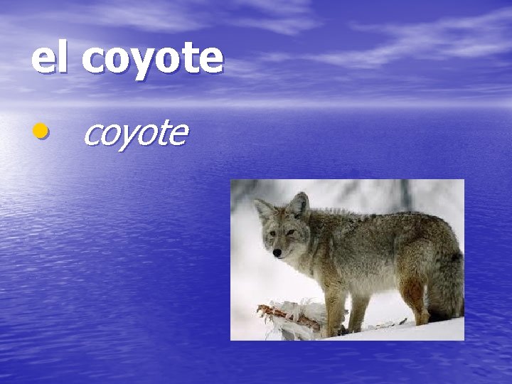 el coyote • coyote 