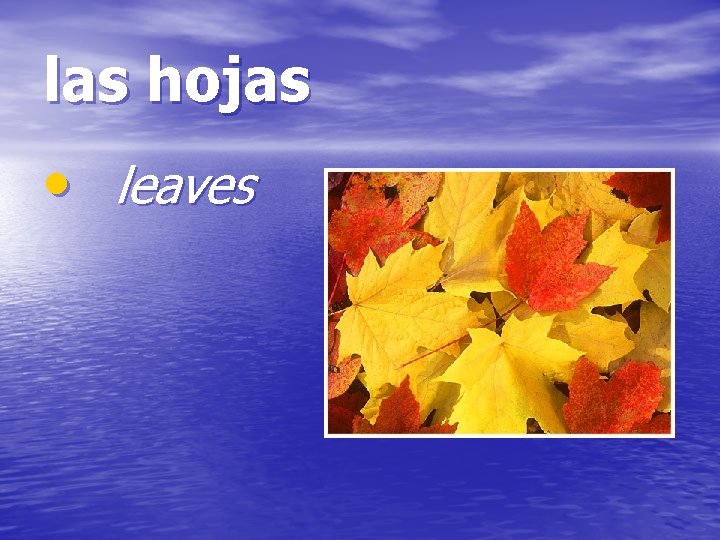 las hojas • leaves 