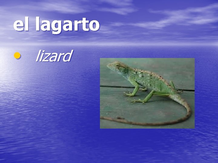 el lagarto • lizard 