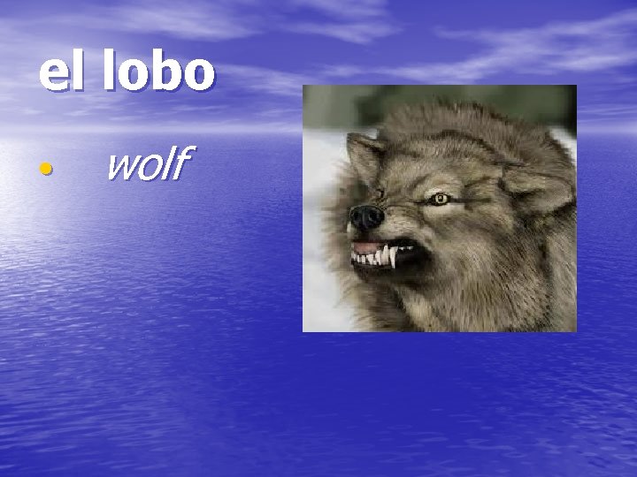 el lobo • wolf 