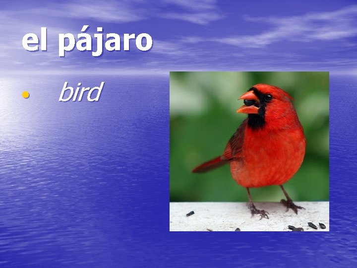 el pájaro • bird 