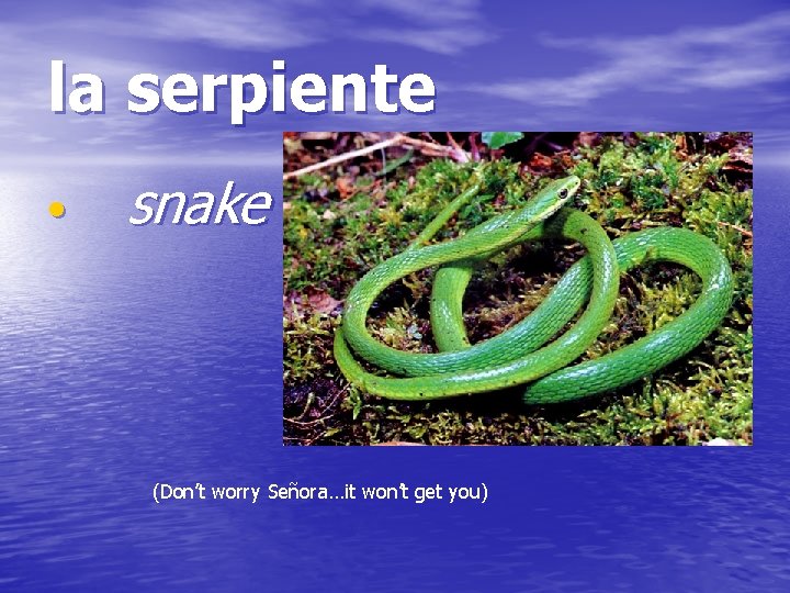 la serpiente • snake (Don’t worry Señora…it won’t get you) 