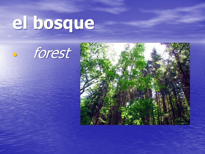 el bosque • forest 