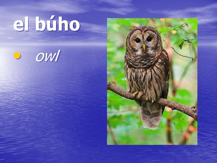 el búho • owl 