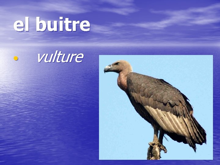 el buitre • vulture 
