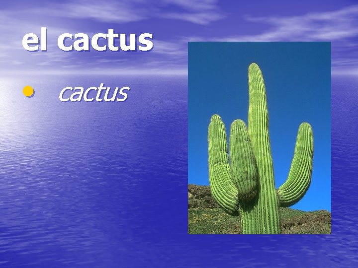 el cactus • cactus 