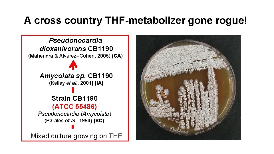 A cross country THF-metabolizer gone rogue! Pseudonocardia dioxanivorans CB 1190 (Mahendra & Alvarez–Cohen, 2005)