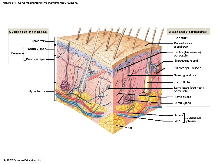 Figure 5 -1 The Components of the Integumentary System. Cutaneous Membrane Accessory Structures Hair Figure 5 -1 The Components of the Integumentary System. Cutaneous Membrane Accessory Structures Hair