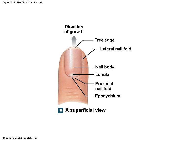 Figure 5 -15 a The Structure of a Nail. Direction of growth Free edge Figure 5 -15 a The Structure of a Nail. Direction of growth Free edge
