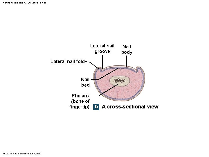 Figure 5 -15 b The Structure of a Nail. Lateral nail groove Nail body Figure 5 -15 b The Structure of a Nail. Lateral nail groove Nail body