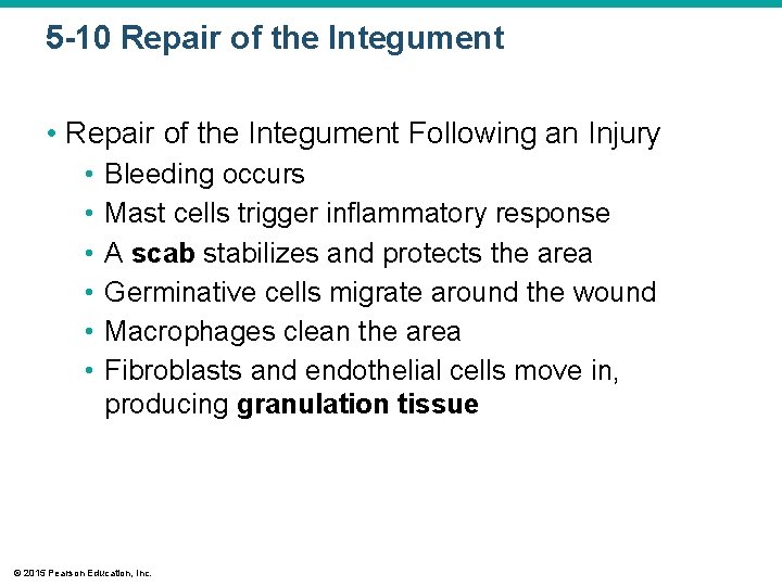 5 -10 Repair of the Integument • Repair of the Integument Following an Injury 5 -10 Repair of the Integument • Repair of the Integument Following an Injury