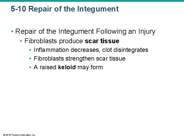 5 -10 Repair of the Integument • Repair of the Integument Following an Injury 5 -10 Repair of the Integument • Repair of the Integument Following an Injury