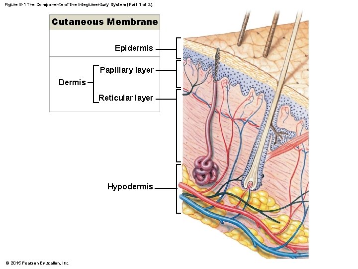 Figure 5 -1 The Components of the Integumentary System (Part 1 of 2). Cutaneous Figure 5 -1 The Components of the Integumentary System (Part 1 of 2). Cutaneous
