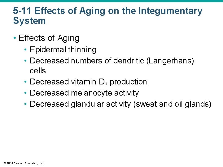 5 -11 Effects of Aging on the Integumentary System • Effects of Aging • 5 -11 Effects of Aging on the Integumentary System • Effects of Aging •