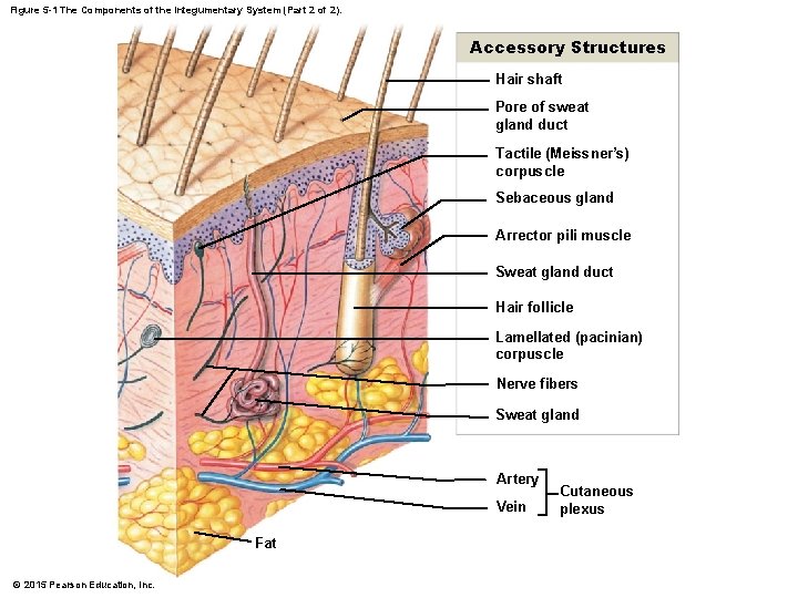 Figure 5 -1 The Components of the Integumentary System (Part 2 of 2). Accessory Figure 5 -1 The Components of the Integumentary System (Part 2 of 2). Accessory