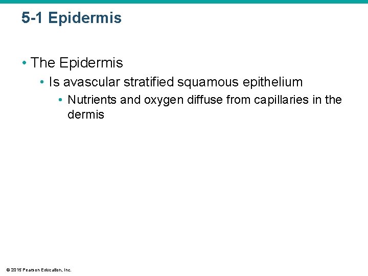 5 -1 Epidermis • The Epidermis • Is avascular stratified squamous epithelium • Nutrients 5 -1 Epidermis • The Epidermis • Is avascular stratified squamous epithelium • Nutrients