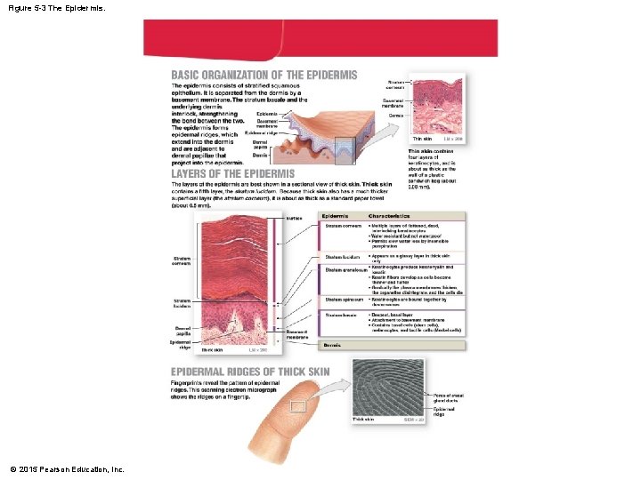 Figure 5 -3 The Epidermis. © 2015 Pearson Education, Inc. Figure 5 -3 The Epidermis. © 2015 Pearson Education, Inc.