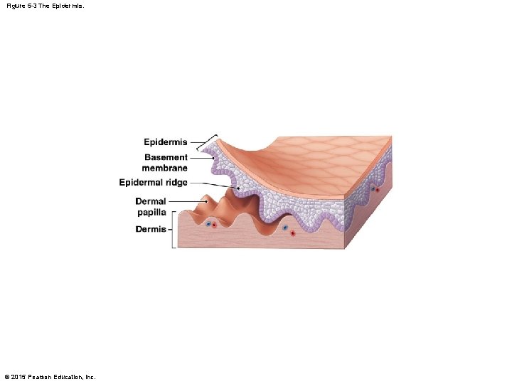 Figure 5 -3 The Epidermis. © 2015 Pearson Education, Inc. Figure 5 -3 The Epidermis. © 2015 Pearson Education, Inc.