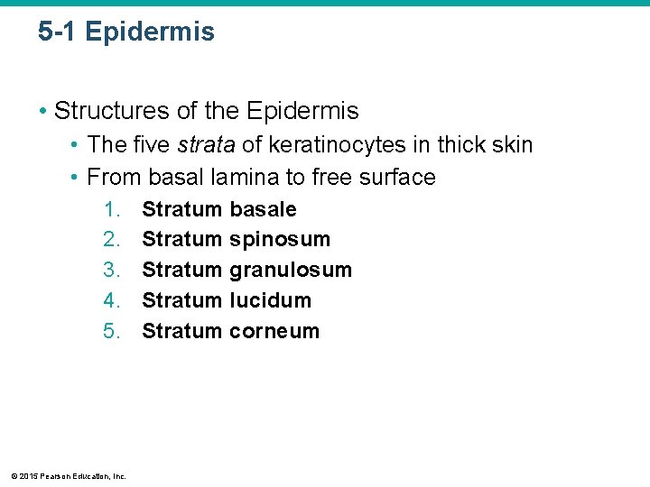 5 -1 Epidermis • Structures of the Epidermis • The five strata of keratinocytes 5 -1 Epidermis • Structures of the Epidermis • The five strata of keratinocytes