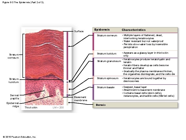 Figure 5 -3 The Epidermis (Part 2 of 3). Surface Epidermis Stratum corneum Characteristics Figure 5 -3 The Epidermis (Part 2 of 3). Surface Epidermis Stratum corneum Characteristics