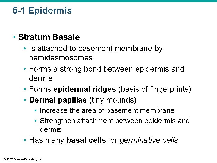 5 -1 Epidermis • Stratum Basale • Is attached to basement membrane by hemidesmosomes 5 -1 Epidermis • Stratum Basale • Is attached to basement membrane by hemidesmosomes