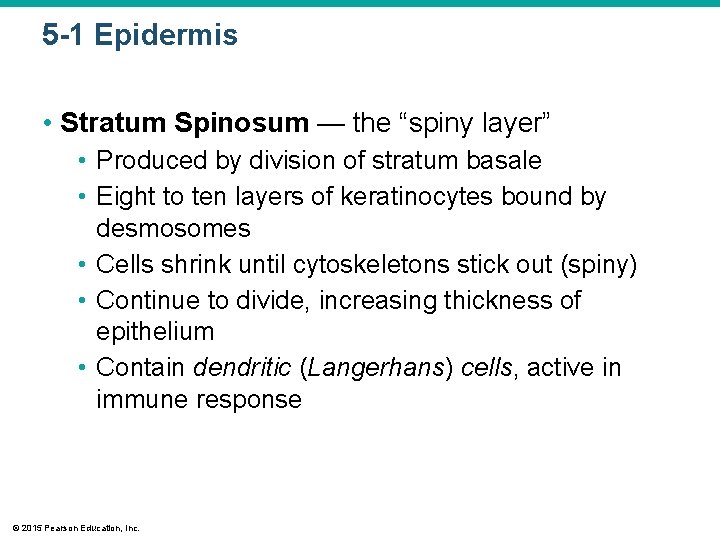 5 -1 Epidermis • Stratum Spinosum — the “spiny layer” • Produced by division 5 -1 Epidermis • Stratum Spinosum — the “spiny layer” • Produced by division