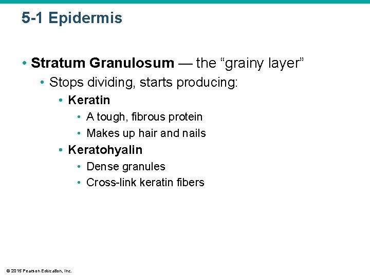 5 -1 Epidermis • Stratum Granulosum — the “grainy layer” • Stops dividing, starts 5 -1 Epidermis • Stratum Granulosum — the “grainy layer” • Stops dividing, starts