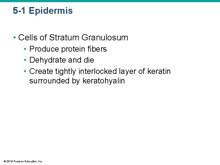 5 -1 Epidermis • Cells of Stratum Granulosum • Produce protein fibers • Dehydrate 5 -1 Epidermis • Cells of Stratum Granulosum • Produce protein fibers • Dehydrate