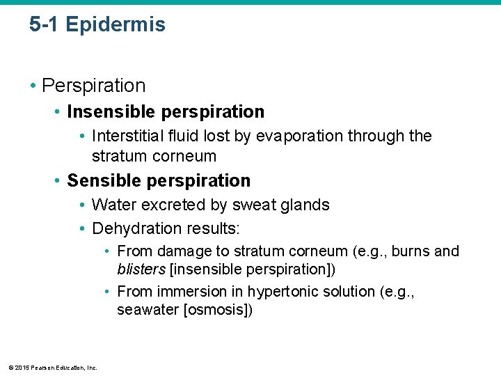 5 -1 Epidermis • Perspiration • Insensible perspiration • Interstitial fluid lost by evaporation 5 -1 Epidermis • Perspiration • Insensible perspiration • Interstitial fluid lost by evaporation