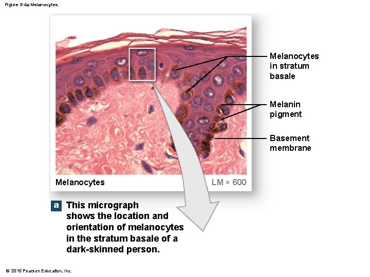 Figure 5 -4 a Melanocytes in stratum basale Melanin pigment Basement membrane Melanocytes a Figure 5 -4 a Melanocytes in stratum basale Melanin pigment Basement membrane Melanocytes a