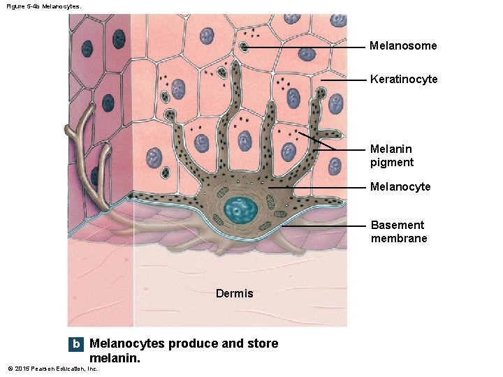 Figure 5 -4 b Melanocytes. Melanosome Keratinocyte Melanin pigment Melanocyte Basement membrane Dermis b Figure 5 -4 b Melanocytes. Melanosome Keratinocyte Melanin pigment Melanocyte Basement membrane Dermis b