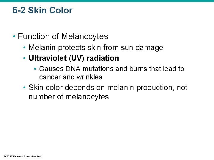 5 -2 Skin Color • Function of Melanocytes • Melanin protects skin from sun 5 -2 Skin Color • Function of Melanocytes • Melanin protects skin from sun