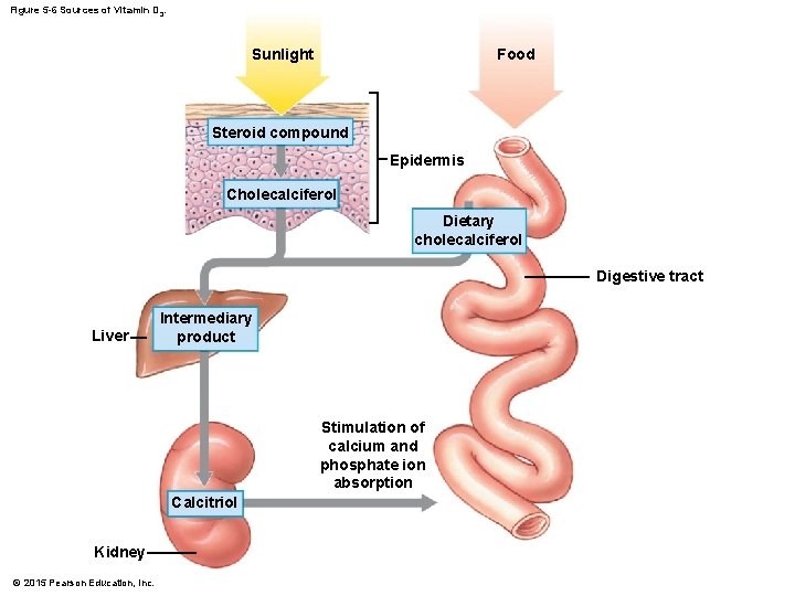 Figure 5 -6 Sources of Vitamin D 3. Sunlight Food Steroid compound Epidermis Cholecalciferol Figure 5 -6 Sources of Vitamin D 3. Sunlight Food Steroid compound Epidermis Cholecalciferol