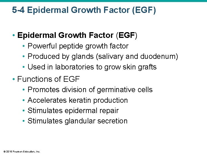 5 -4 Epidermal Growth Factor (EGF) • Powerful peptide growth factor • Produced by 5 -4 Epidermal Growth Factor (EGF) • Powerful peptide growth factor • Produced by