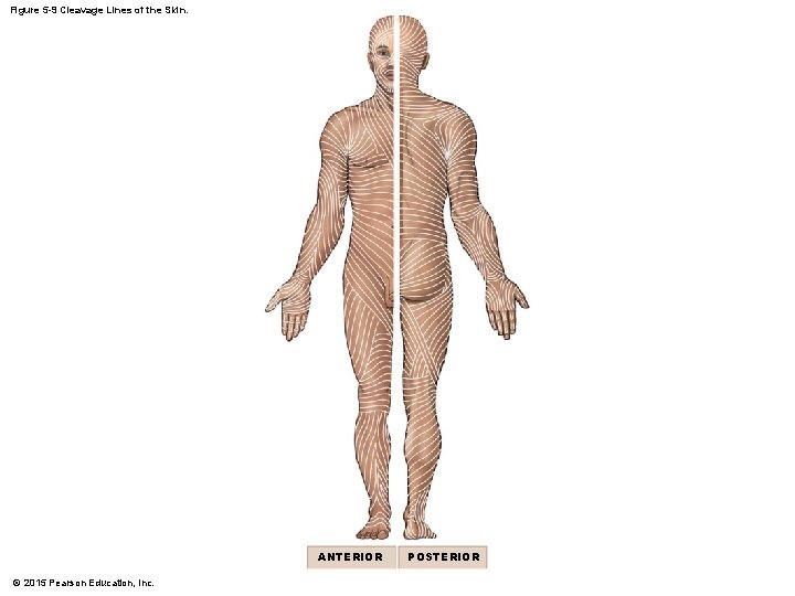 Figure 5 -9 Cleavage Lines of the Skin. ANTERIOR © 2015 Pearson Education, Inc. Figure 5 -9 Cleavage Lines of the Skin. ANTERIOR © 2015 Pearson Education, Inc.