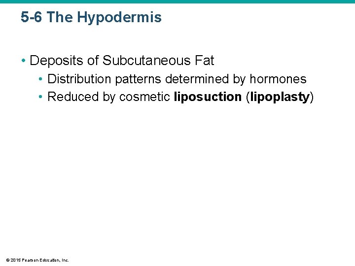 5 -6 The Hypodermis • Deposits of Subcutaneous Fat • Distribution patterns determined by 5 -6 The Hypodermis • Deposits of Subcutaneous Fat • Distribution patterns determined by