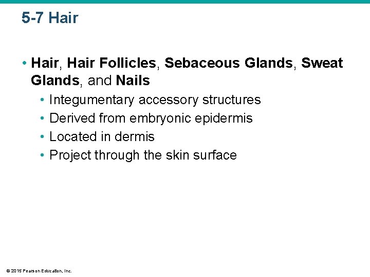 5 -7 Hair • Hair, Hair Follicles, Sebaceous Glands, Sweat Glands, and Nails • 5 -7 Hair • Hair, Hair Follicles, Sebaceous Glands, Sweat Glands, and Nails •
