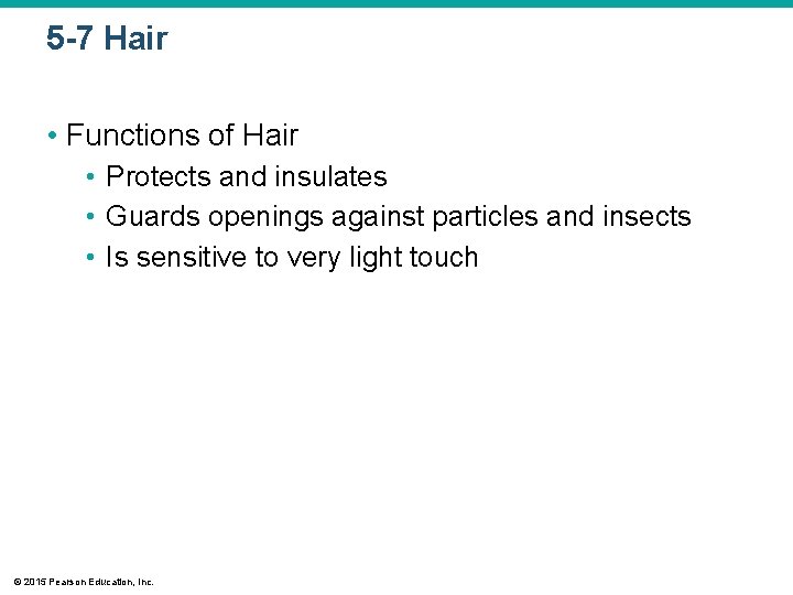 5 -7 Hair • Functions of Hair • Protects and insulates • Guards openings 5 -7 Hair • Functions of Hair • Protects and insulates • Guards openings