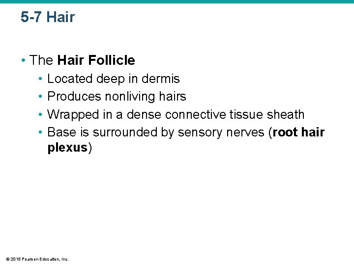 5 -7 Hair • The Hair Follicle • • Located deep in dermis Produces 5 -7 Hair • The Hair Follicle • • Located deep in dermis Produces