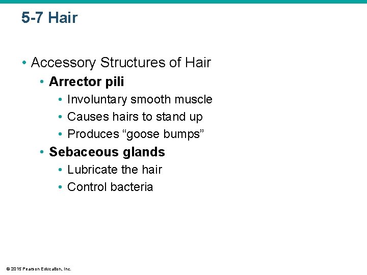 5 -7 Hair • Accessory Structures of Hair • Arrector pili • Involuntary smooth 5 -7 Hair • Accessory Structures of Hair • Arrector pili • Involuntary smooth