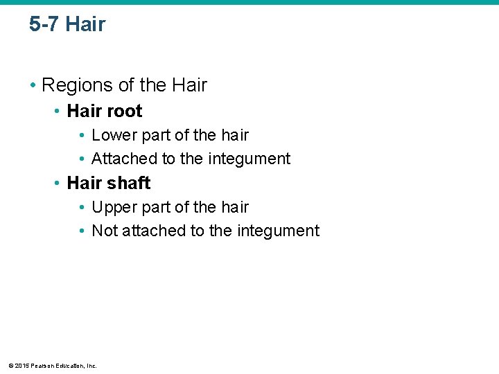 5 -7 Hair • Regions of the Hair • Hair root • Lower part 5 -7 Hair • Regions of the Hair • Hair root • Lower part