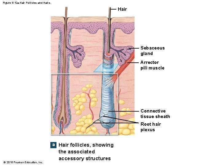 Figure 5 -12 a Hair Follicles and Hairs. Hair Sebaceous gland Arrector pili muscle Figure 5 -12 a Hair Follicles and Hairs. Hair Sebaceous gland Arrector pili muscle