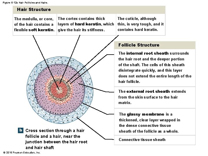 Figure 5 -12 b Hair Follicles and Hairs. Hair Structure The cuticle, although The Figure 5 -12 b Hair Follicles and Hairs. Hair Structure The cuticle, although The